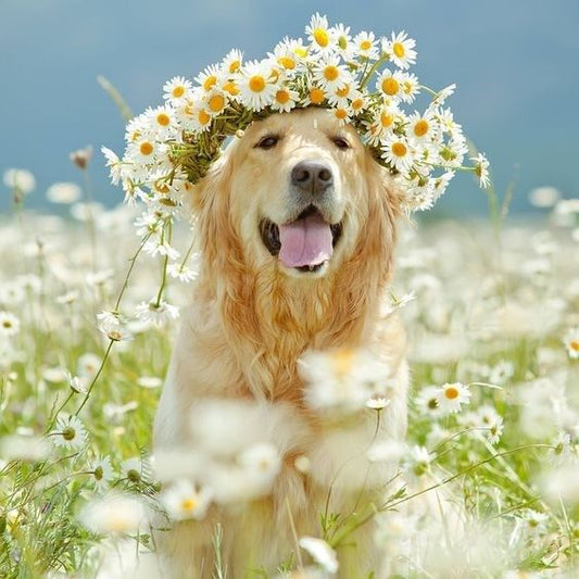 How to Protect Your Dog from Spring Allergies