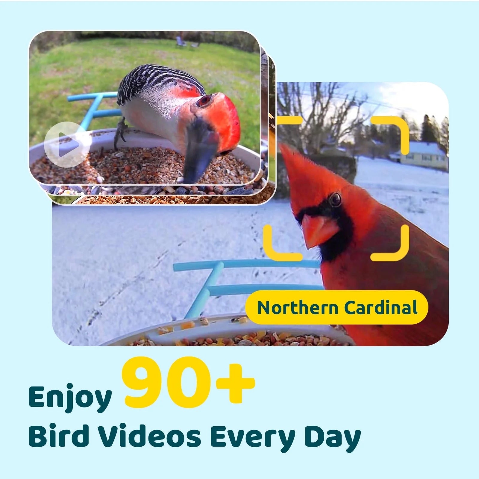 Bird Feeder with Camera, Smart Bird Camera with Solar Panel, AI Identify 6000+ Species, Automatic Reminder Recording, Ideal Gift